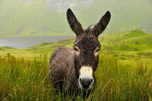 Shadow River Farm Annascaul Экстерьер фото