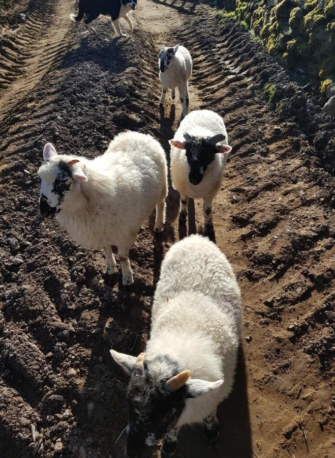 Shadow River Farm Annascaul Экстерьер фото