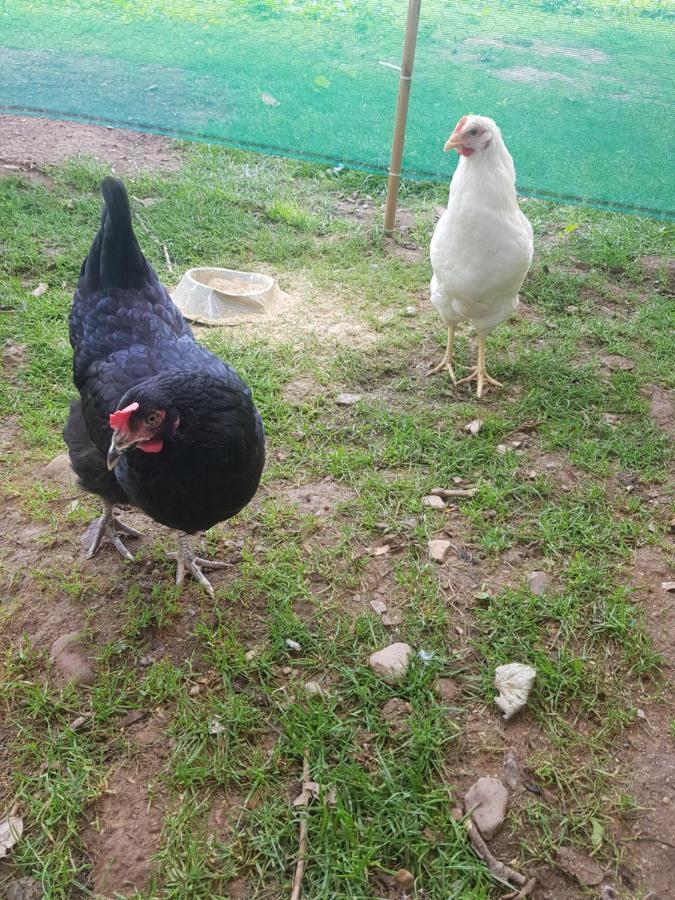 Shadow River Farm Annascaul Экстерьер фото